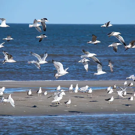 Alte Schmiede - Whg 5 Appartamento Juist